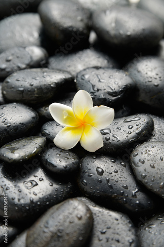 frangipani and wet black pebbles