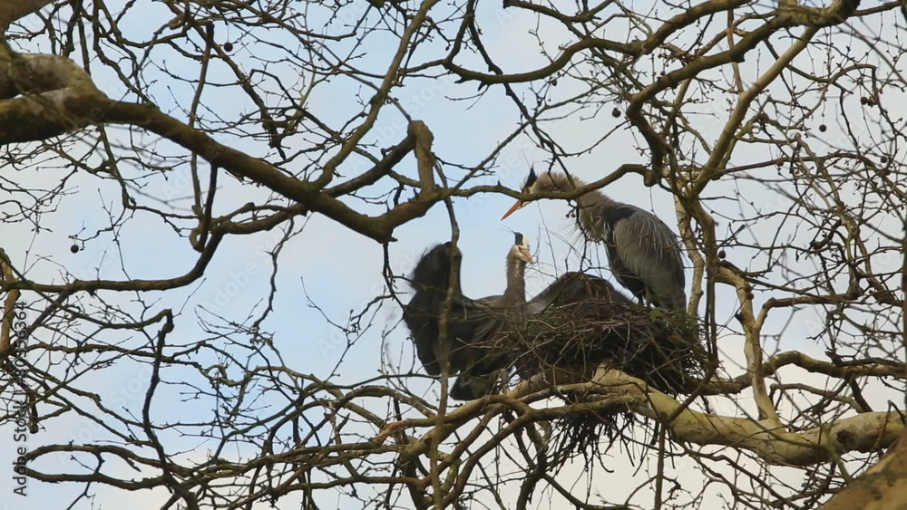 Heron Brings Sticks for a Nest