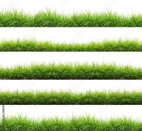fresh spring green grass isolated