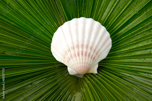 Palm Frond texture and scallops shell  See Pectinidae   
