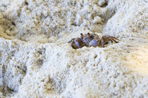 Madagascar Ghost crab on the beach of island Praslin.