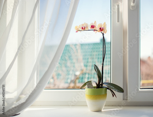 Fototapeta Naklejka Na Ścianę i Meble -  Orchids in pot on sunny window sill