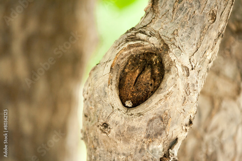 Bark of tree (Soft focused) photo