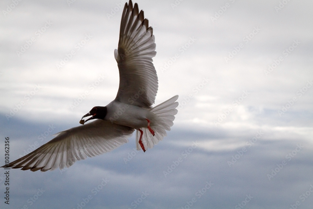 Swallow tailed gull in the Galpagos Islands Swallow tailed gull in the Galpagos Islands
