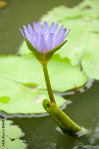 Lotus