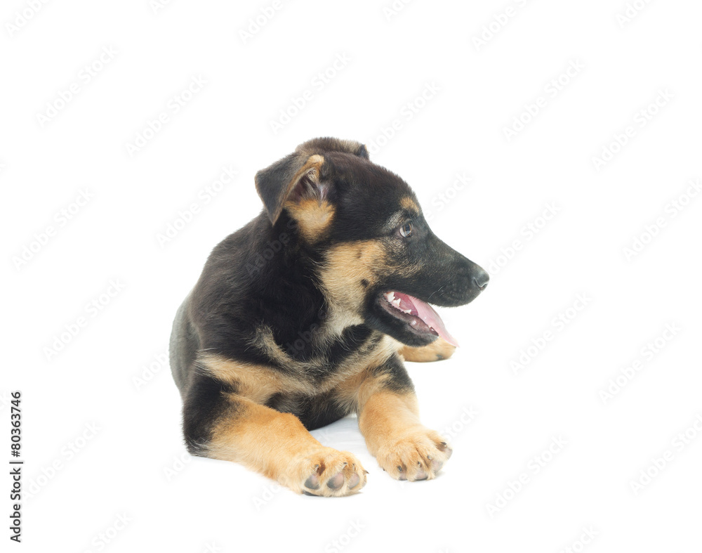 Shepherd puppy on a white background