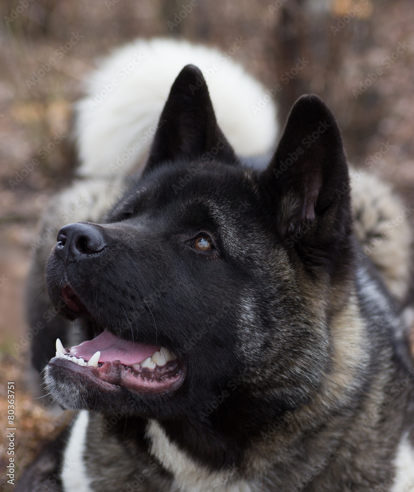 Akita Inu Akita Inu