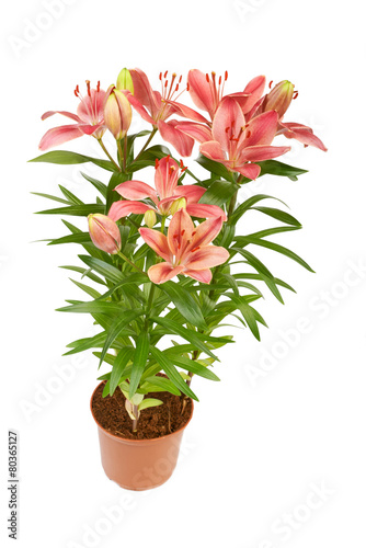 Lily flower in a pot isolated on white background