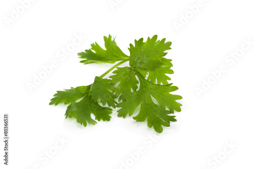 coriander for food decoration Isolated On White