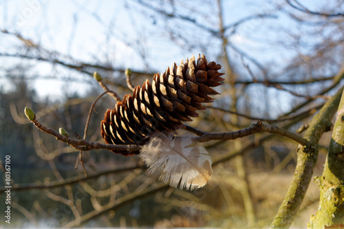 Pine cone with spring