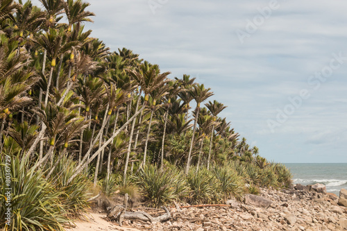 Nikau palms grove on New Zealand west coast photo