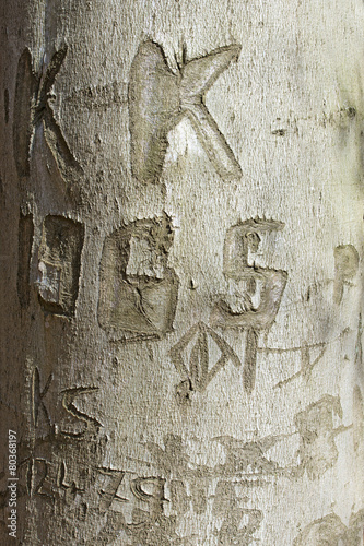 love signs  texture of the bark of a beech tree with carved lett