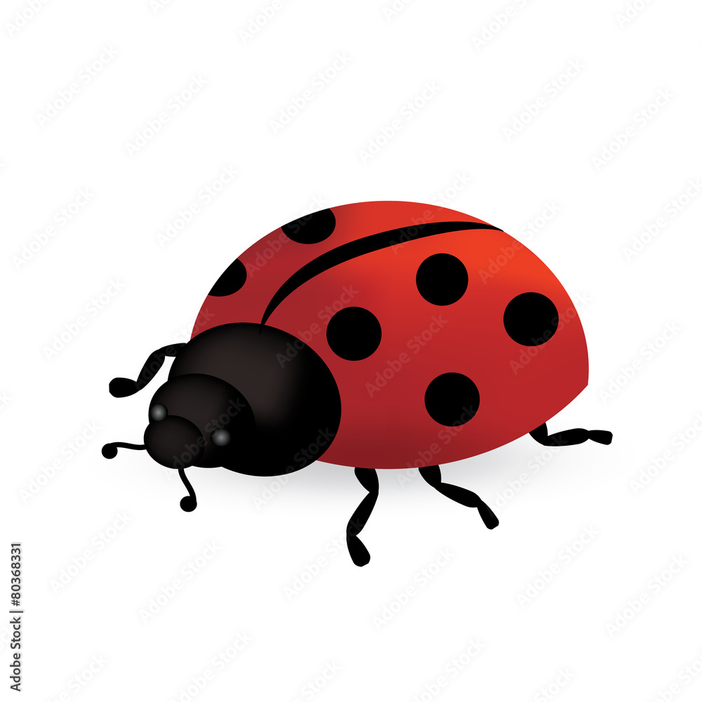 ladybug - vector illustration ladybug - vector illustration