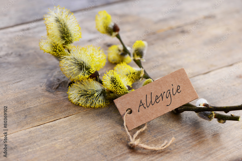 Naklejka premium Weidenkätzchen