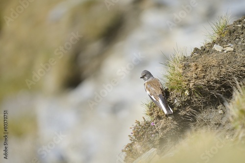 White-winged Snowfinch, or Snowfinch, Montifringilla nivalis photo