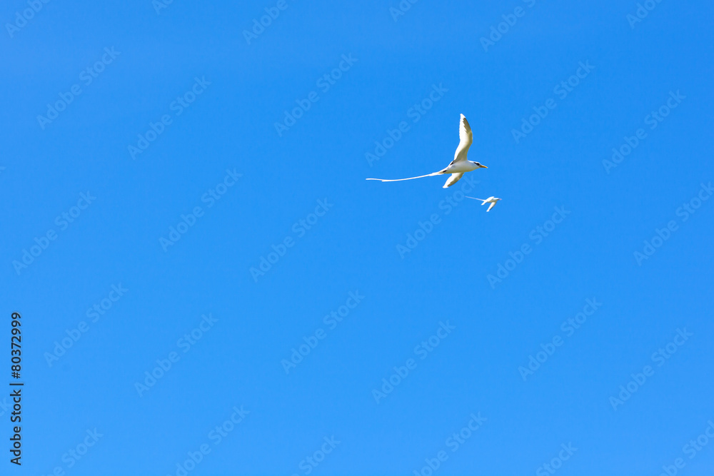 Fototapeta premium pailles-en-queue dans le ciel de la Réunion