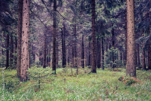 Fototapeta Naklejka Na Ścianę i Meble -  misty forest