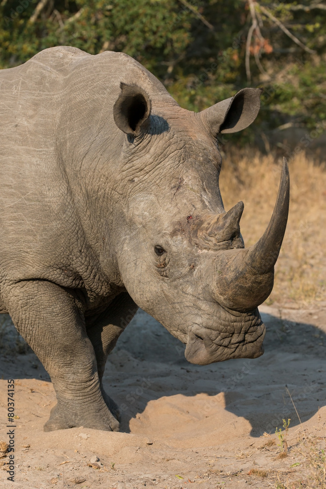 Obraz premium Lone rhino standing on open area looking for safety from poacher