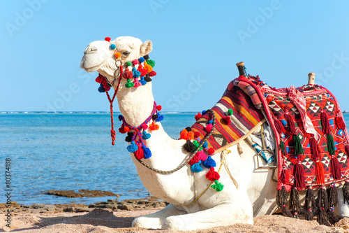 White proud camel resting on the Egyptian beach. Camelus dromeda
