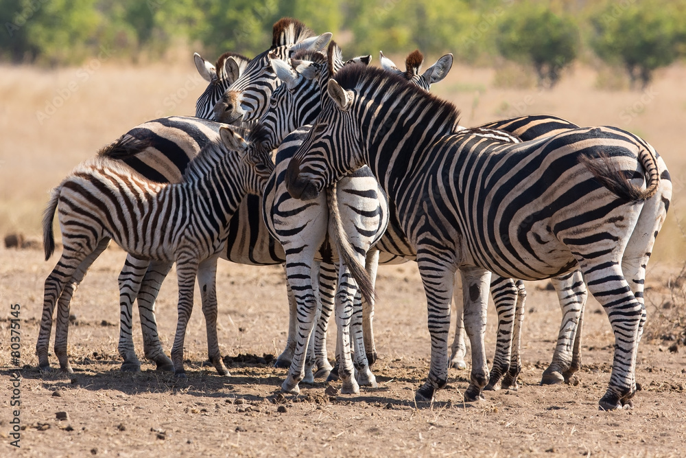 Obraz premium Zebra herd in colour photo with heads together