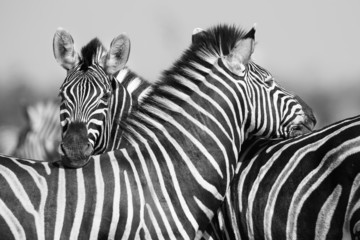 Zebra herd in black and white photo with heads together
