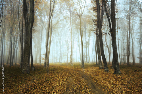 Tail in misty forest