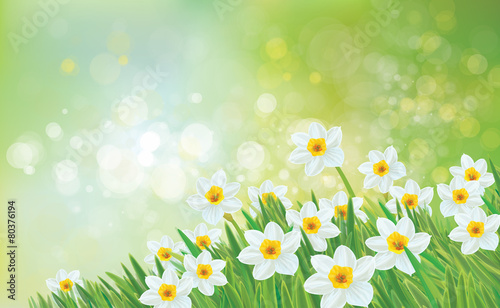Vector spring nature background, daffodil flowers.