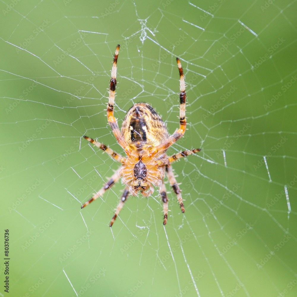 Garden Spider Garden Spider