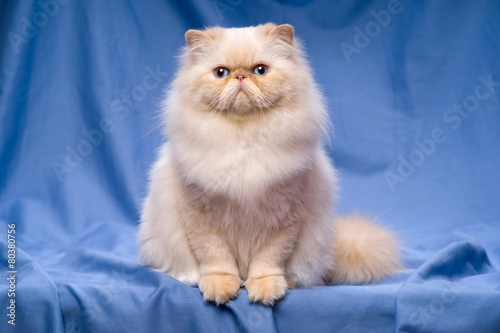 Cute persian cream colorpoint cat sitting on a blue background photo