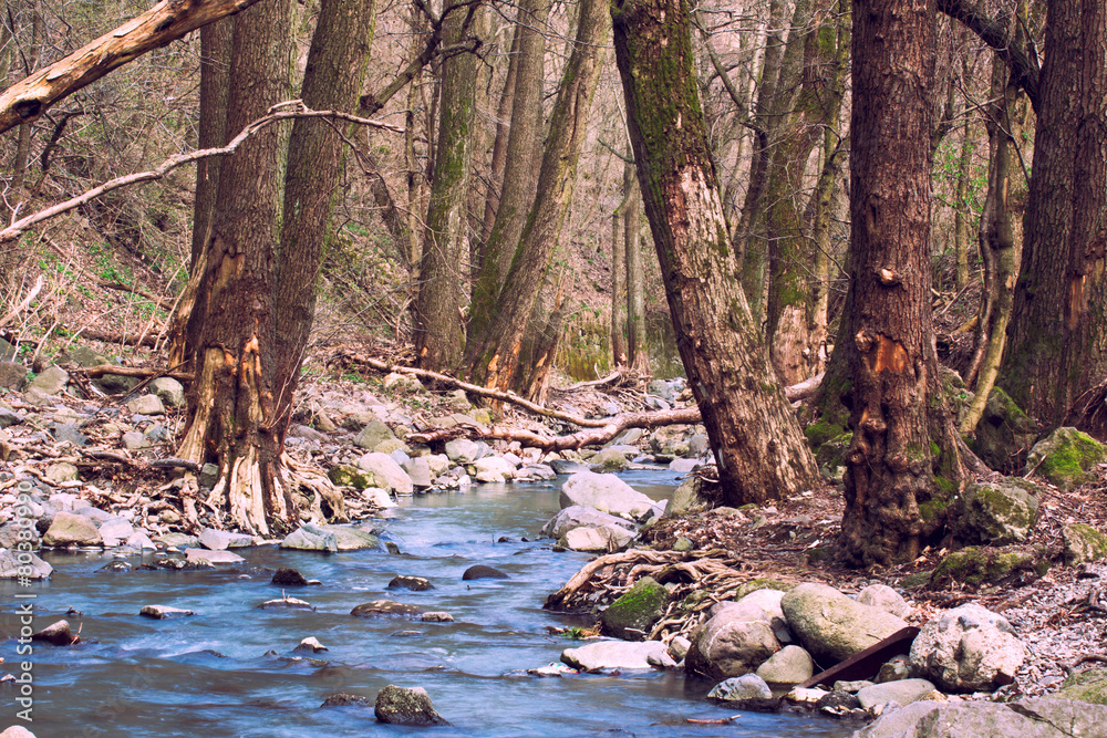 Autumn forest with little creek Autumn forest with little creek