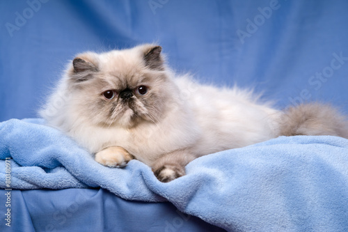 Cute persian tortie colorpoint cat is lying on a blue background