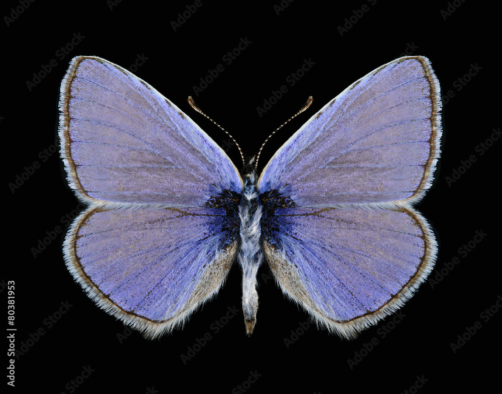 Obraz premium Butterfly Polyommatus icarus (male)