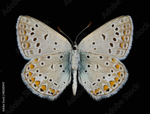 Butterfly Polyommatus icarus (male) (underside) © als