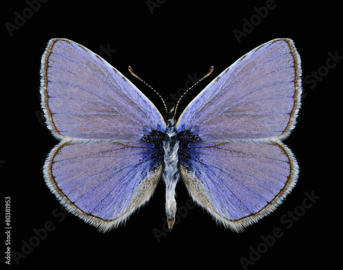 Butterfly Polyommatus icarus (male)