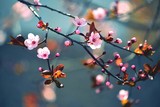Spring flowering Japanese tree Sakura