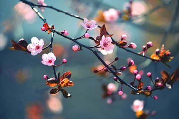 Gartenposter Blumen Frühling blühender japanischer Baum Sakura  © montypeter