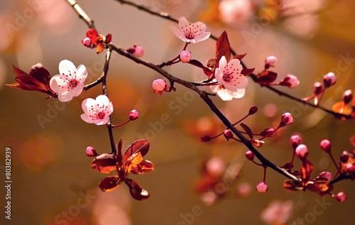 Beautiful flowering Japanese cherry - Sakura.