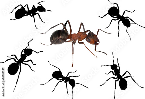 six ants isolated on white