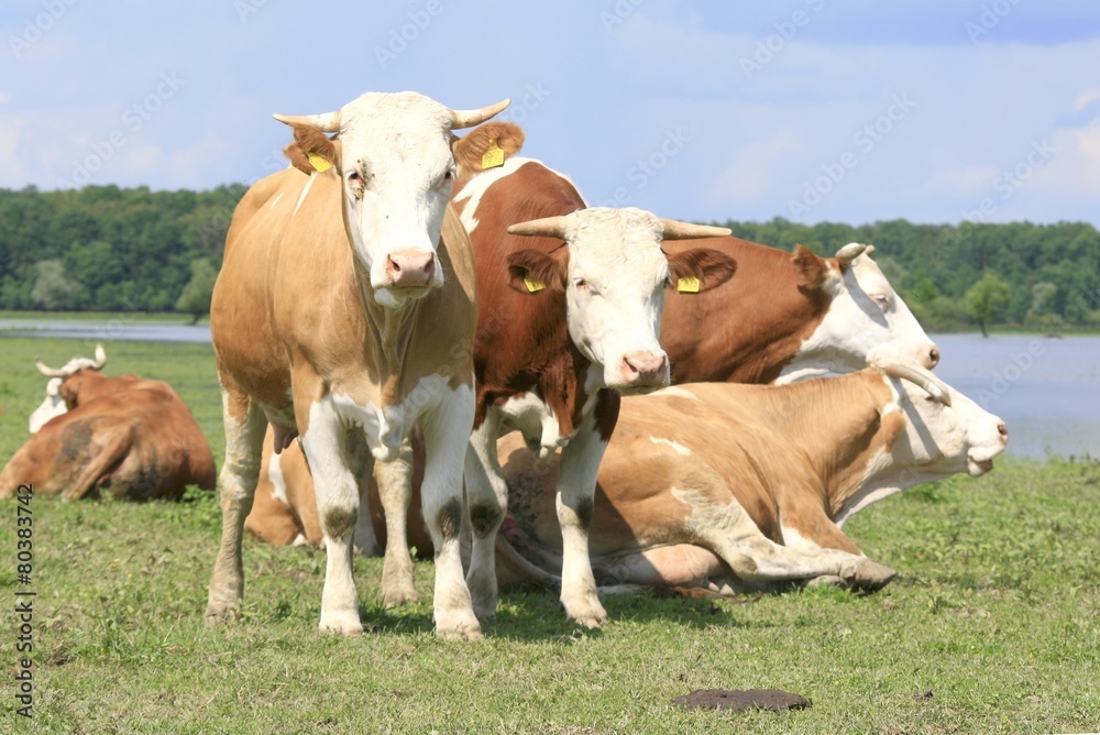 Herd of cows on the meadow