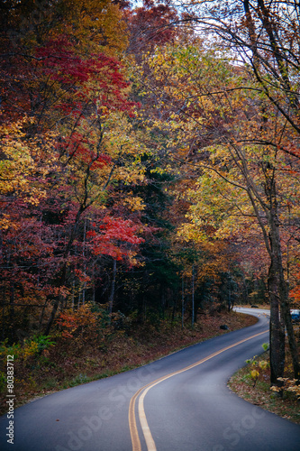 Road in the Forest © The Pink Panda