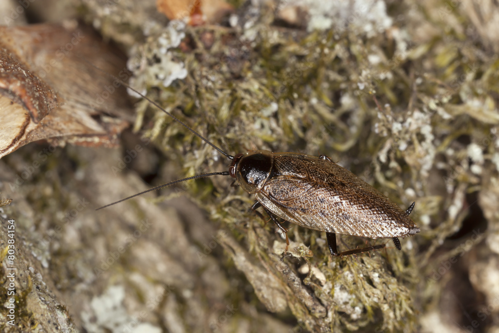 Tawny Cockroach, Ectobius pallidus Tawny Cockroach, Ectobius pallidus