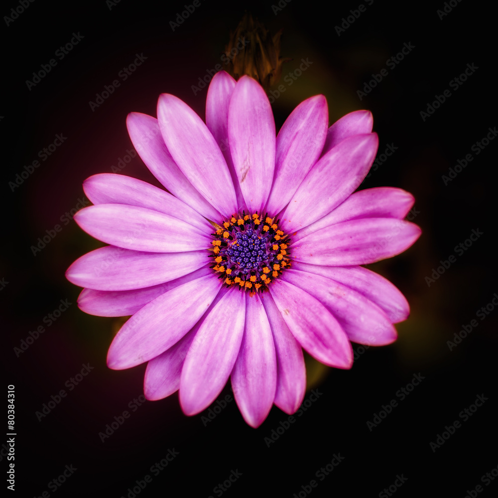 Pink single flower in garden blooming in spring