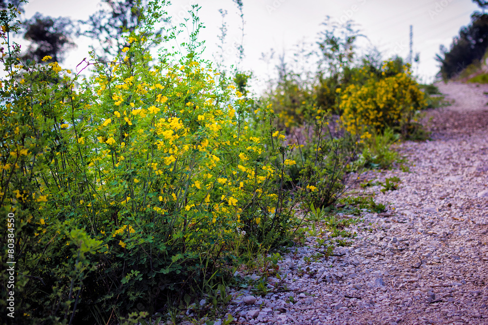 Small yellow flowers and green bushes growing in a meadow Small yellow flowers and green bushes growing in a meadow