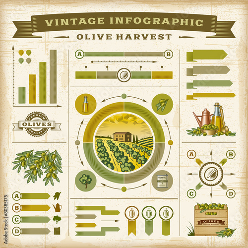 Vintage olive harvest infographic set