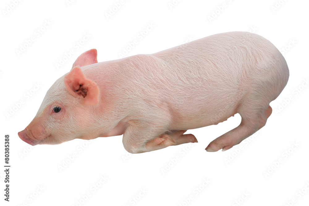 pig pig