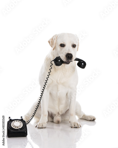 Dog and phone © ikostudio