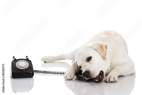 Fototapeta Naklejka Na Ścianę i Meble -  Dog and phone