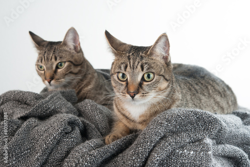 2 Katzen auf Fleecedecke photo