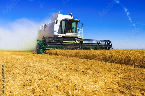 Harvester. Combine harvester harvesting wheat on sunny summer