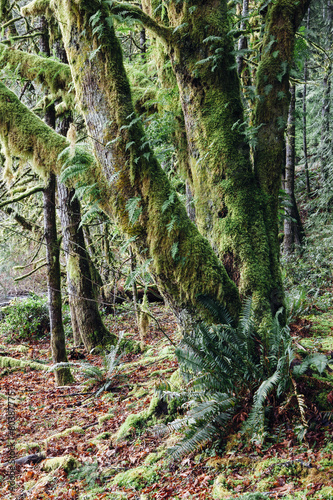 Lush temperate rainforest along the shores of Lake Crescent, mature trees with lichen covered branches reaching towards the light  #80387775